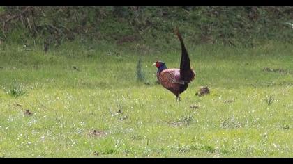 Common Pheasant