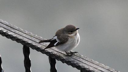 Semicollared Flycatcher