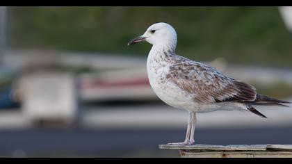 Caspian Gull