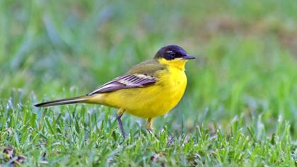 Western Yellow Wagtail