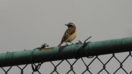 Whinchat