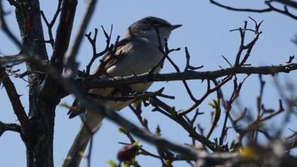 Lesser Whitethroat