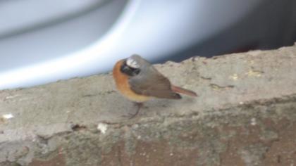 Common Redstart