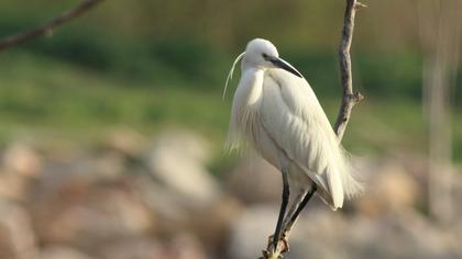 Little Egret