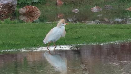 Western Cattle Egret