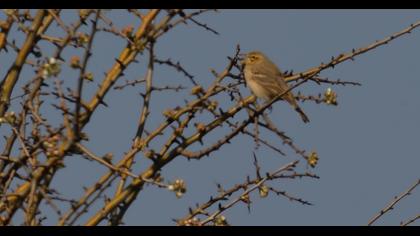 Tawny Pipit