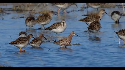 Curlew Sandpiper