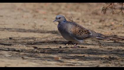 European Turtle Dove