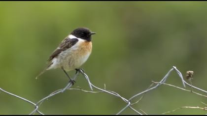 Siberian Stonechat