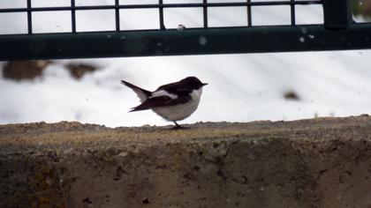 European Pied Flycatcher