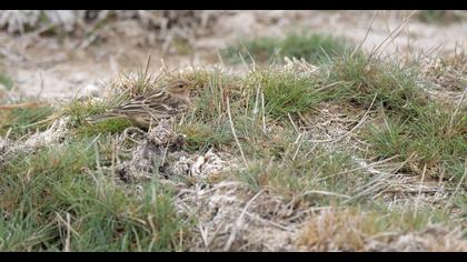 Red-throated Pipit