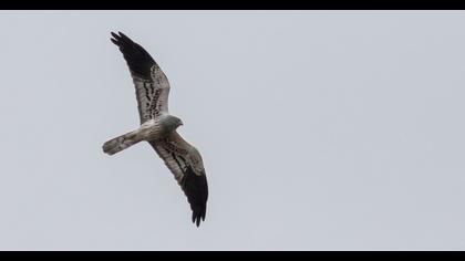 Montagu`s Harrier