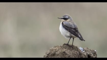 Northern Wheatear