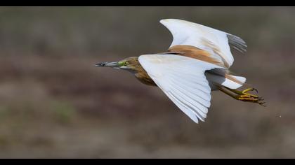Squacco Heron