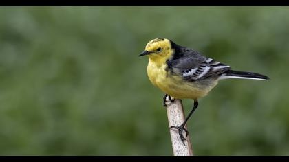 Citrine Wagtail
