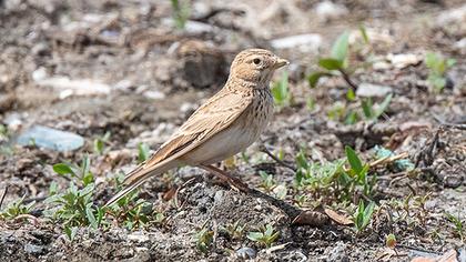 Akdeniz çorak toygarı