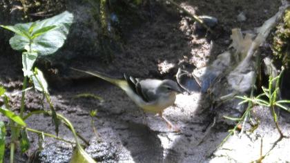 Grey Wagtail