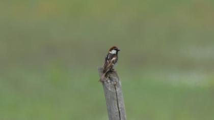 Spanish Sparrow
