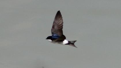Common House Martin