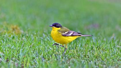 Western Yellow Wagtail