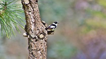 Collared Flycatcher