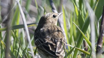Tree Pipit
