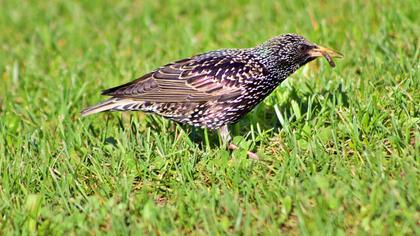 Common Starling