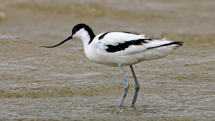 Pied Avocet