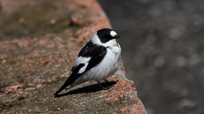 Collared Flycatcher