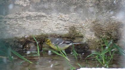 Sarıbaşlı kuyruksallayan