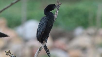 Pygmy Cormorant