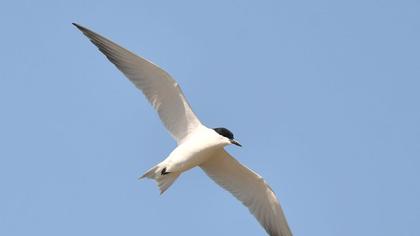 Gull-billed Tern