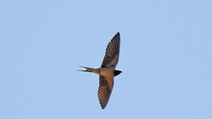 Barn Swallow