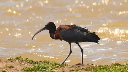 Glossy Ibis