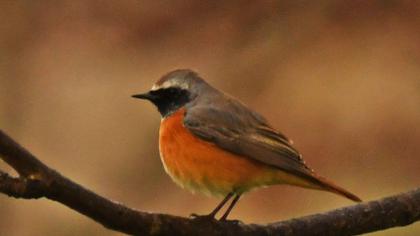 Common Redstart