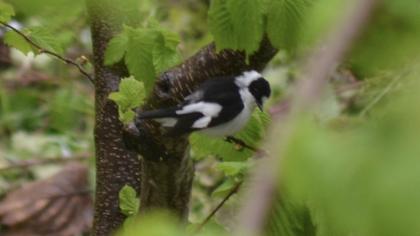 Collared Flycatcher