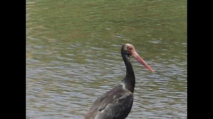 Black Stork