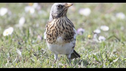 Fieldfare