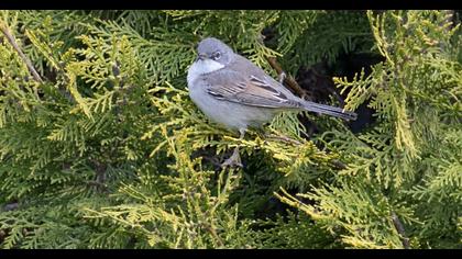 Akgerdanlı ötleğen