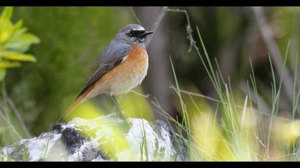 Common Redstart