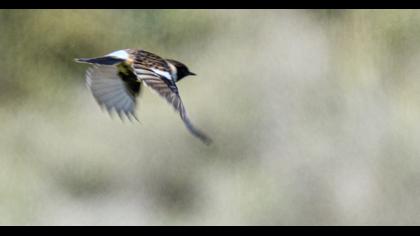 Siberian Stonechat