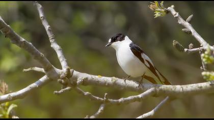 Collared Flycatcher