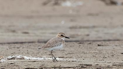 Greater Sand Plover