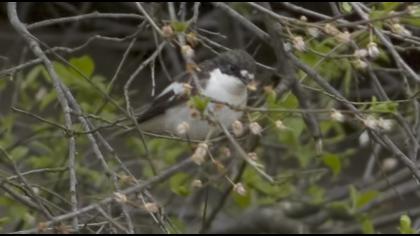 European Pied Flycatcher