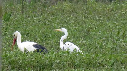 Great Egret
