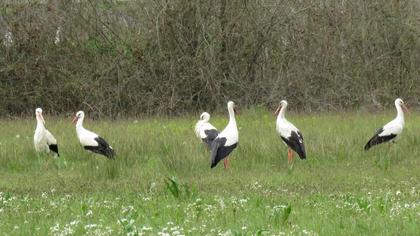 White Stork