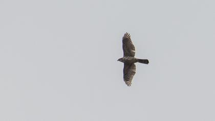 Northern Goshawk