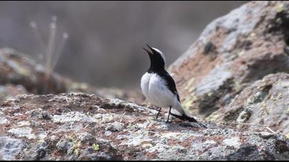 Finsch`s Wheatear