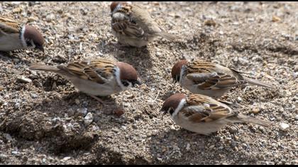 Eurasian Tree Sparrow