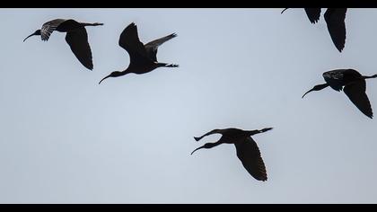 Glossy Ibis